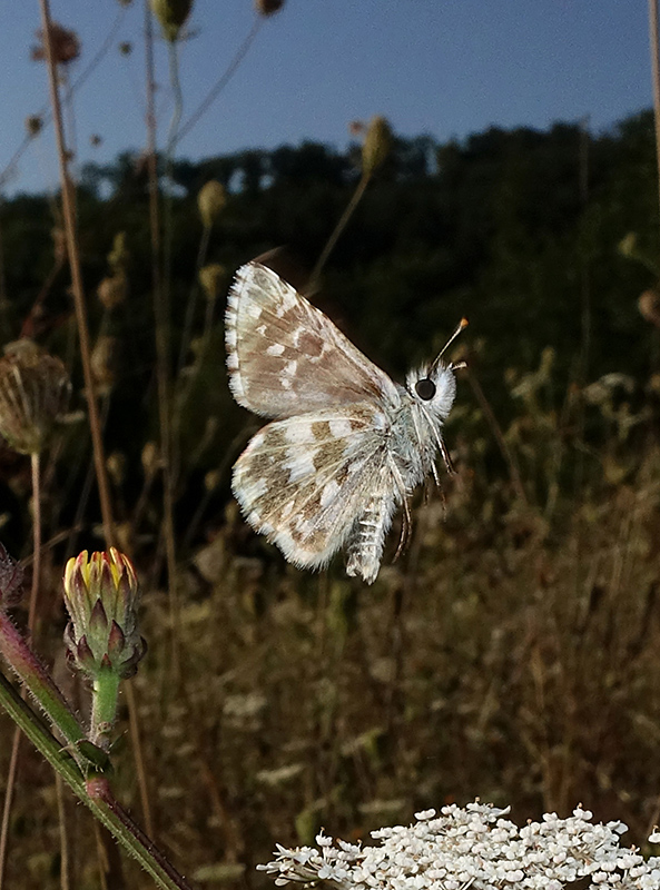 Le Farfalle... volano!